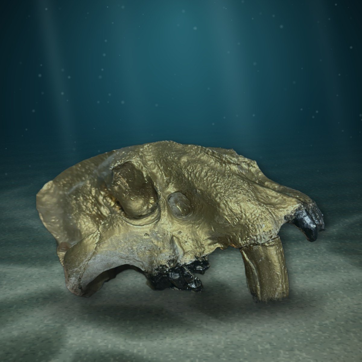 The same skull staged in the Whaleworx hold