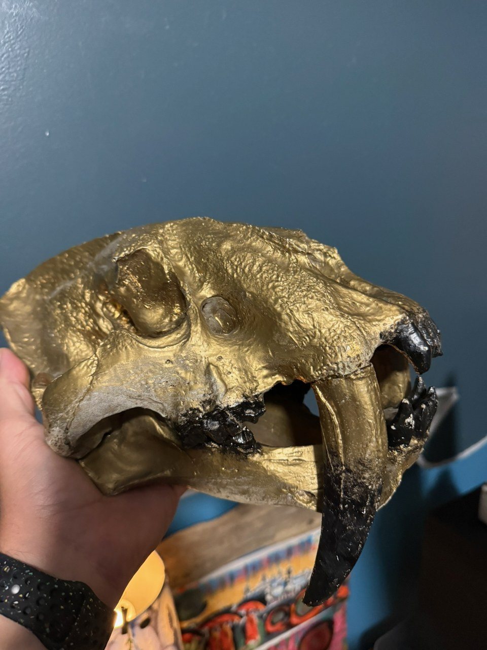 A phone photo of a gold sabre-tooth skull on a table