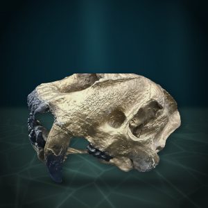 Gold Sabre-Tooth Skull — Whaleworx lot 76