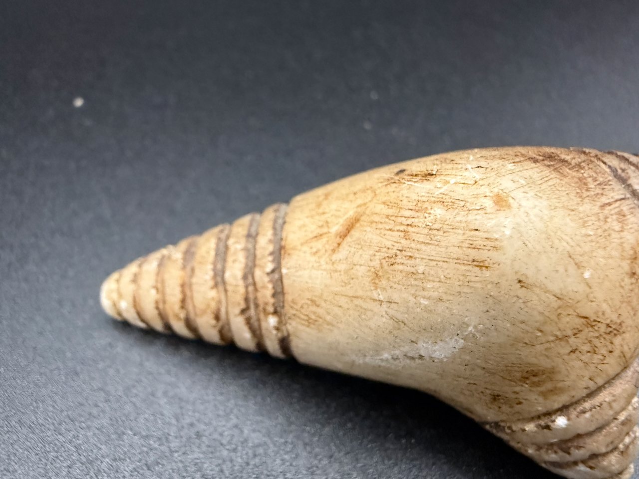 Lot 141 — Banded Cone Shell - Image 3