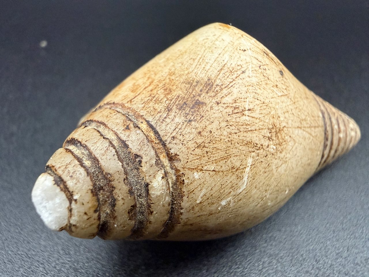 Lot 141 — Banded Cone Shell - Image 4