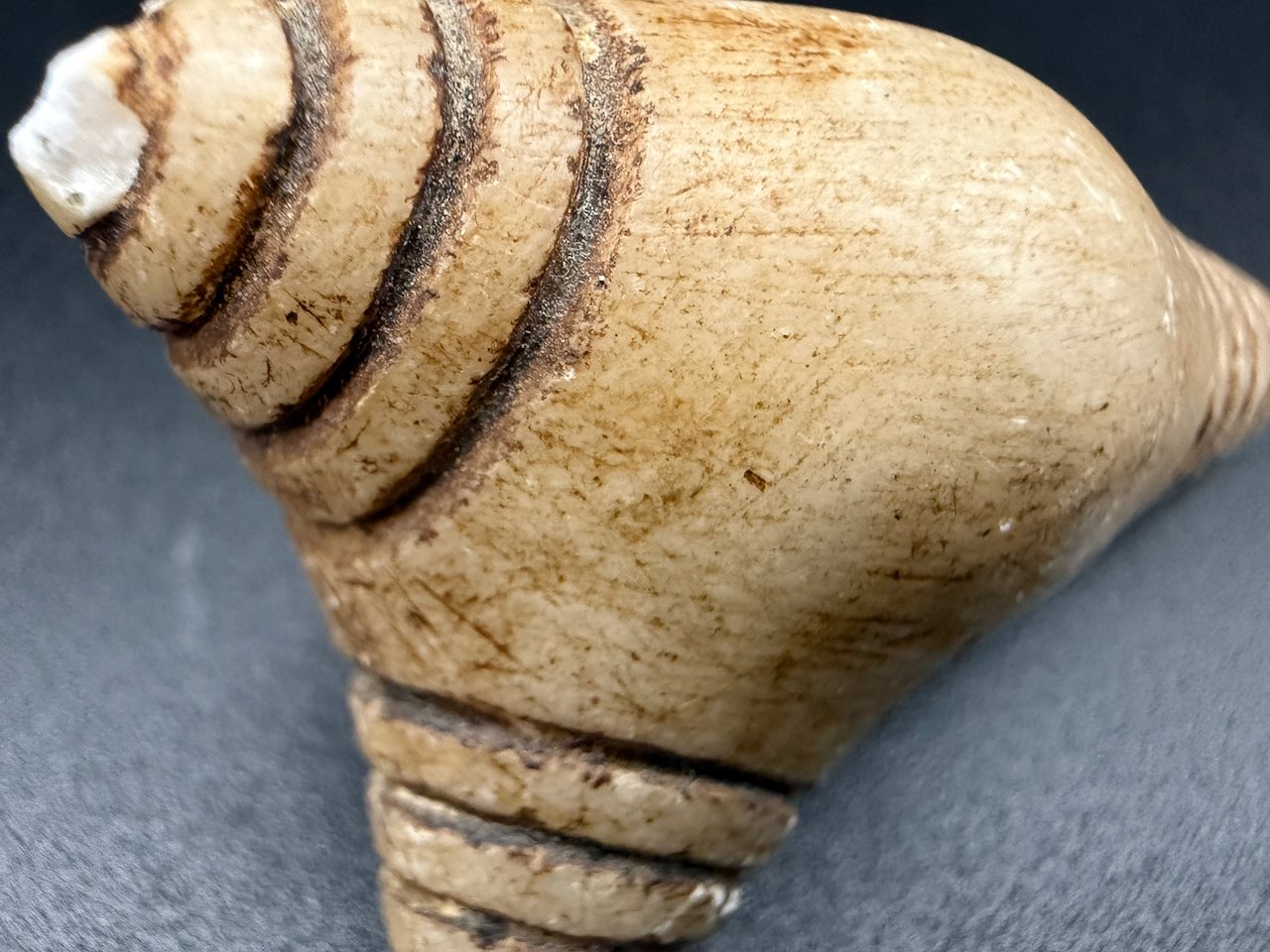Lot 141 — Banded Cone Shell - Image 5