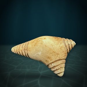 Banded Cone Shell — Whaleworx lot 141