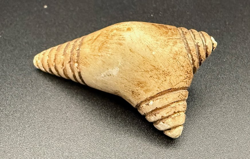 Lot 141 — Banded Cone Shell - Image 2
