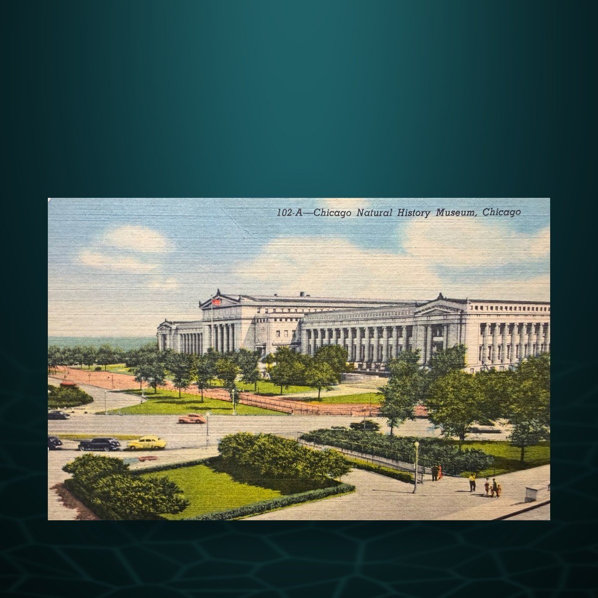 Chicago Natural History Museum Postcard