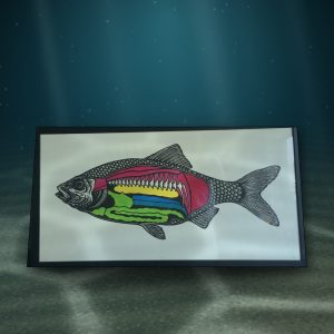 Lot 055 — Fish in Colour, Framed